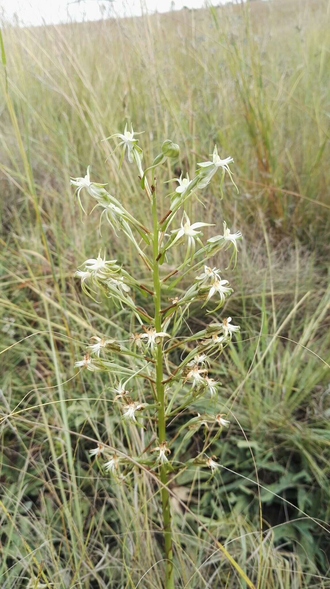 Image de Habenaria nyikana Rchb. fil.