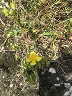 Image of straggling St. Johnswort