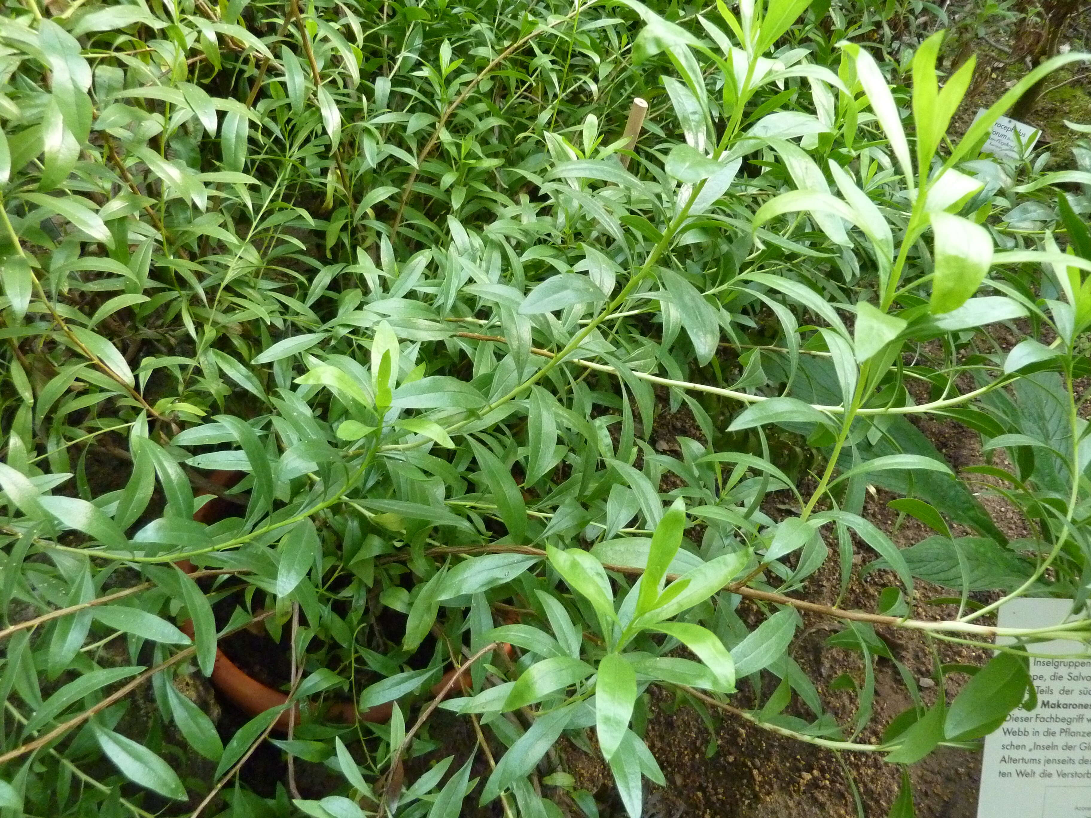 Image of Globularia salicina Lam.