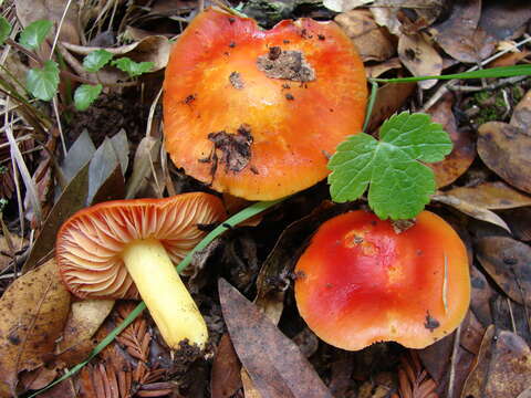 Слика од Hygrocybe aurantiosplendens R. Haller Aar. 1954