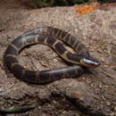 Image of Guerreran Earth Snake