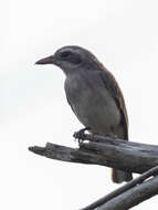 Image de Tephrodornis affinis Blyth 1847