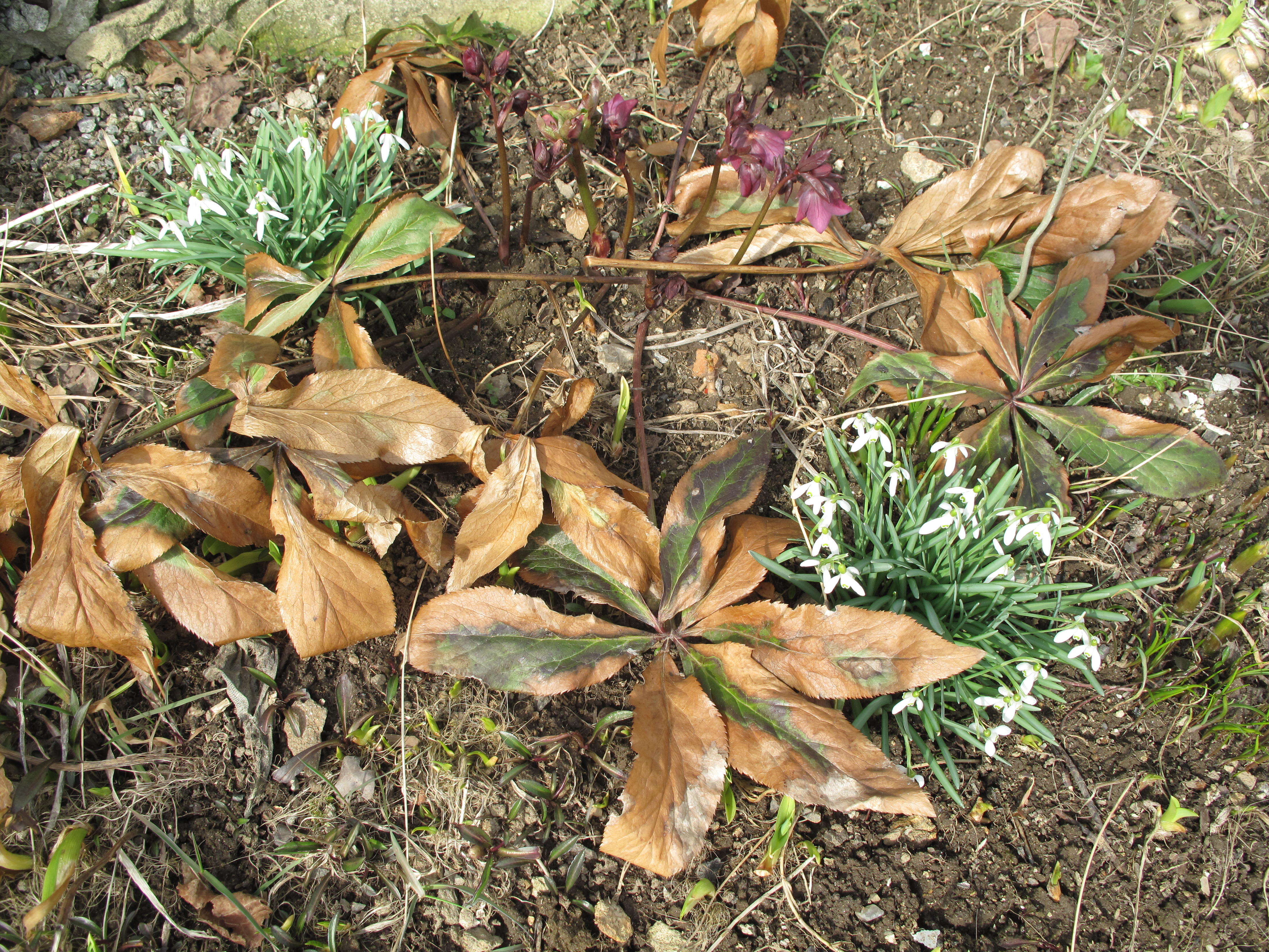 Image of black hellebore