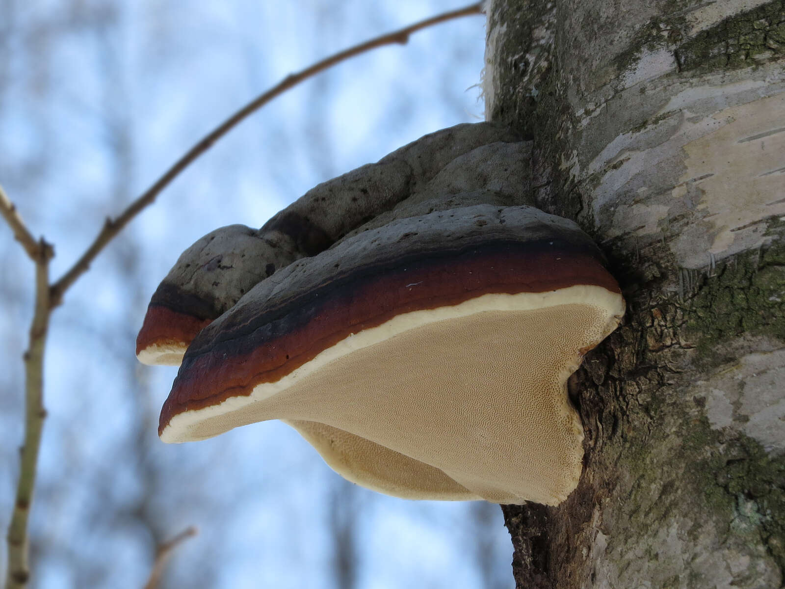 Image of Fomitopsis pinicola (Sw.) P. Karst. 1881