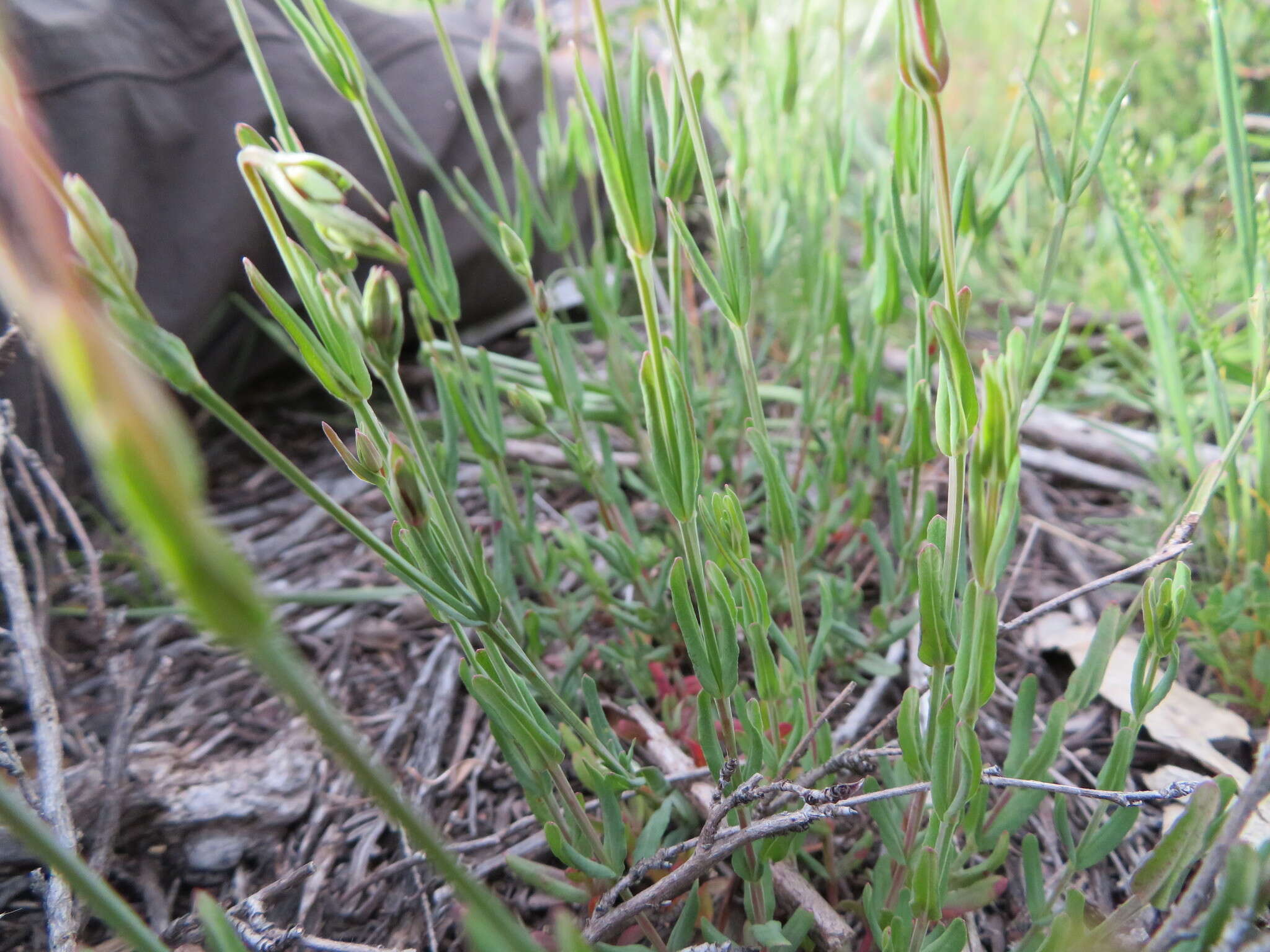 Image of grassy St. Johnswort