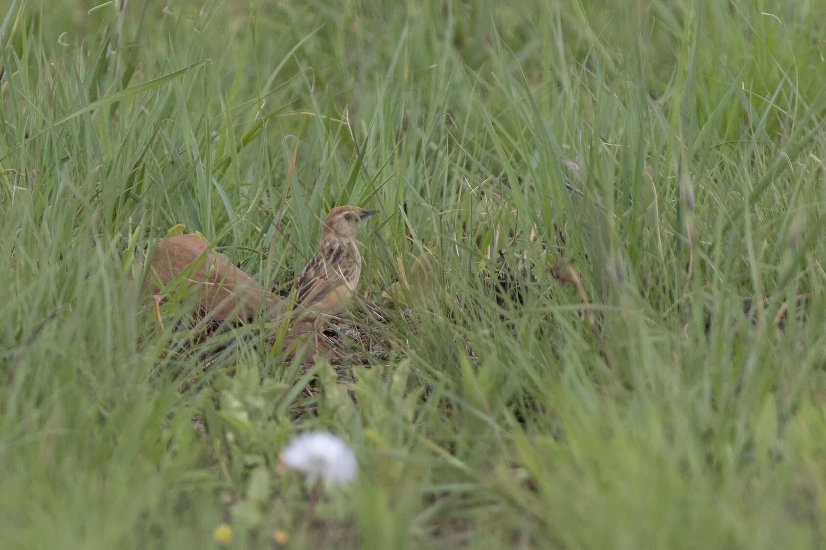 Image of Wing-snapping Cisticola