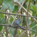 Image of Red-breasted Chat