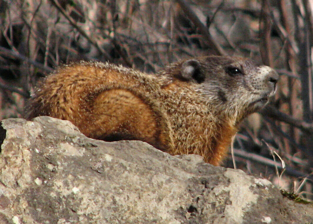 Image of Marmota subgen. Marmota Blumenbach 1779