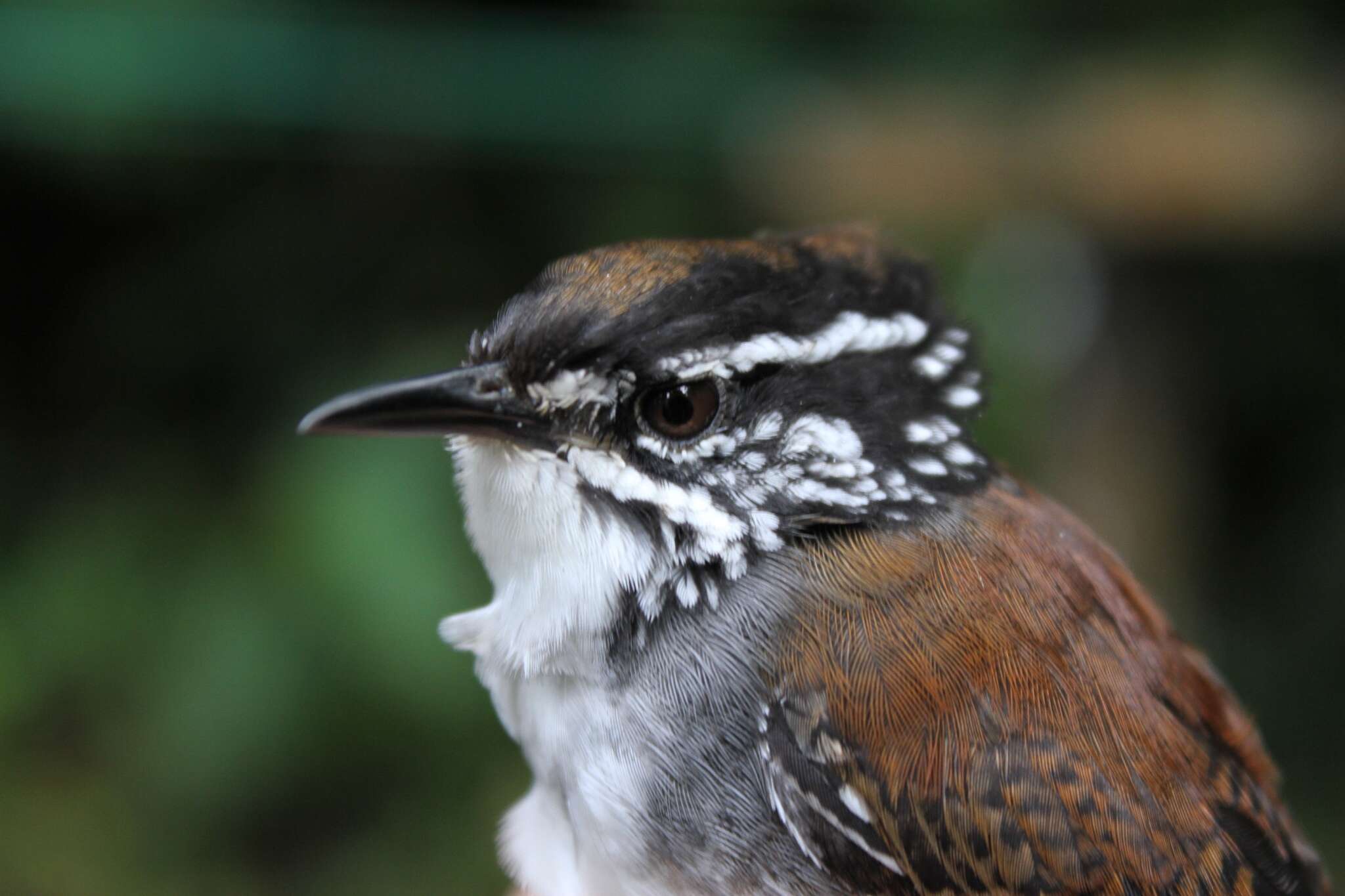 Image of White-breasted Wood Wren