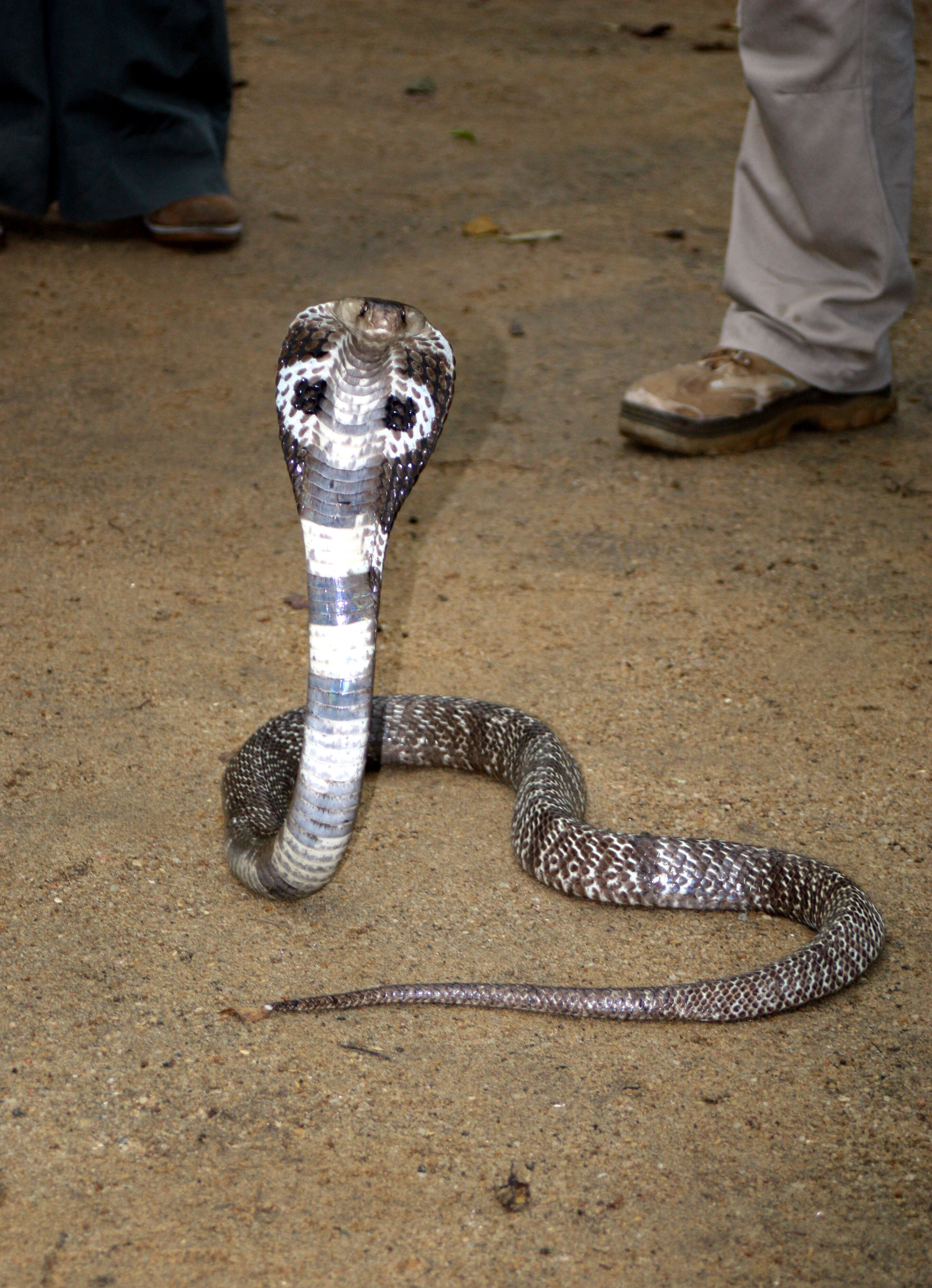 Image of Indian cobra