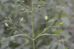 Image of American figwort