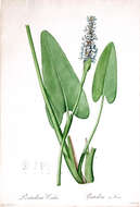 Image of pickerelweed