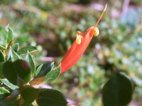 Image of Lambertia uniflora R. Br.