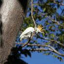 Слика од Cacatua sulphurea citrinocristata (Fraser 1844)