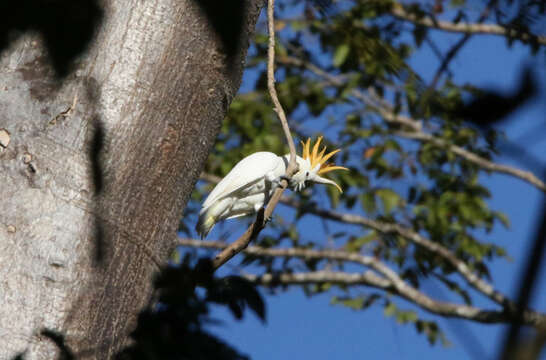 Cacatua sulphurea citrinocristata (Fraser 1844) resmi