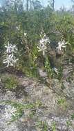 Image of flyweed