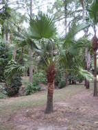 Image of fountain palm