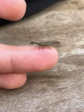 Image of Snakefly