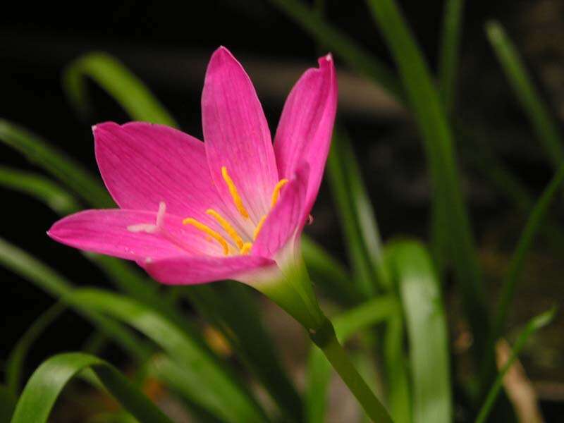 Zephyranthes rosea Lindl. resmi