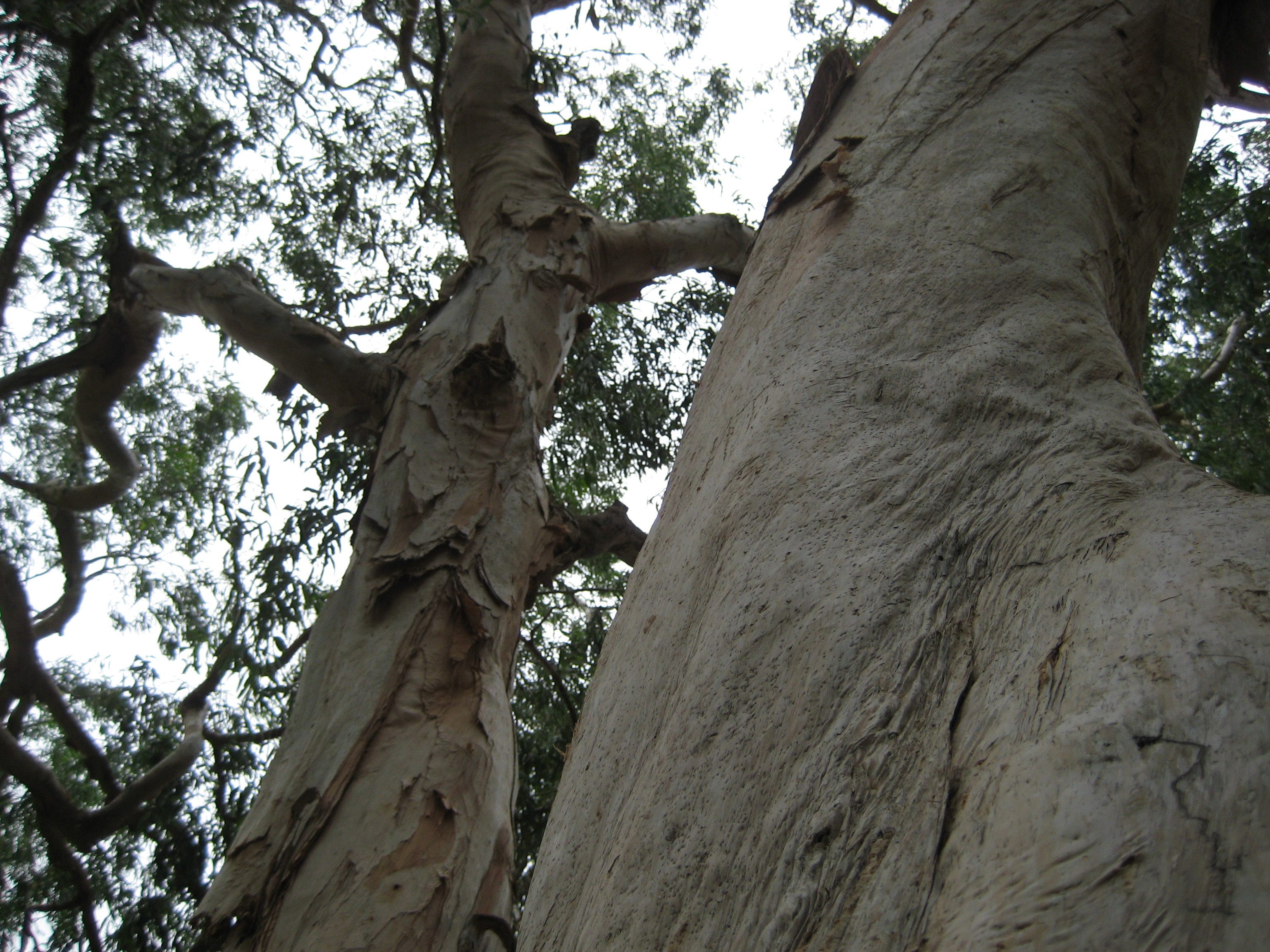 Melaleuca leucadendra (rights holder: Lokal_Profil)