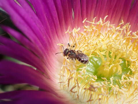 Image of Halictus tripartitus Cockerell 1895