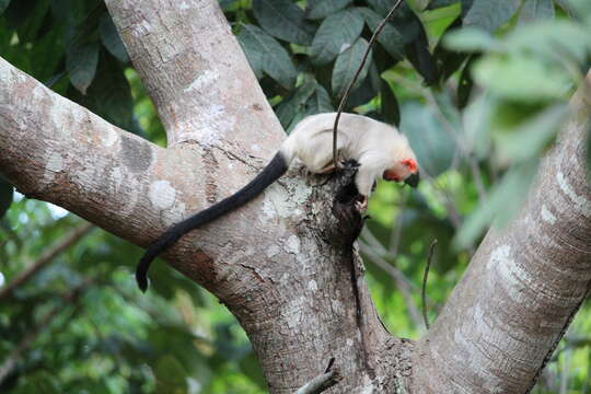 Image of silvery marmoset