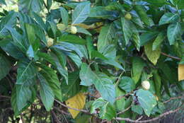 Image of Indian mulberry