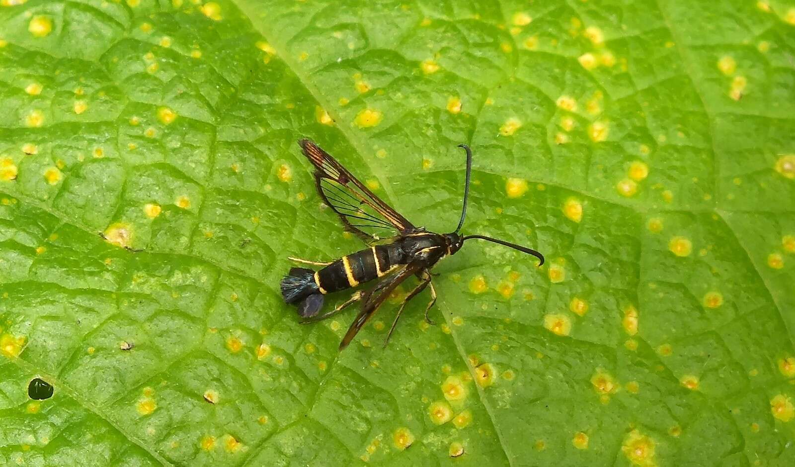 Image of currant and gooseberry borer