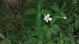 Image of tall thimbleweed