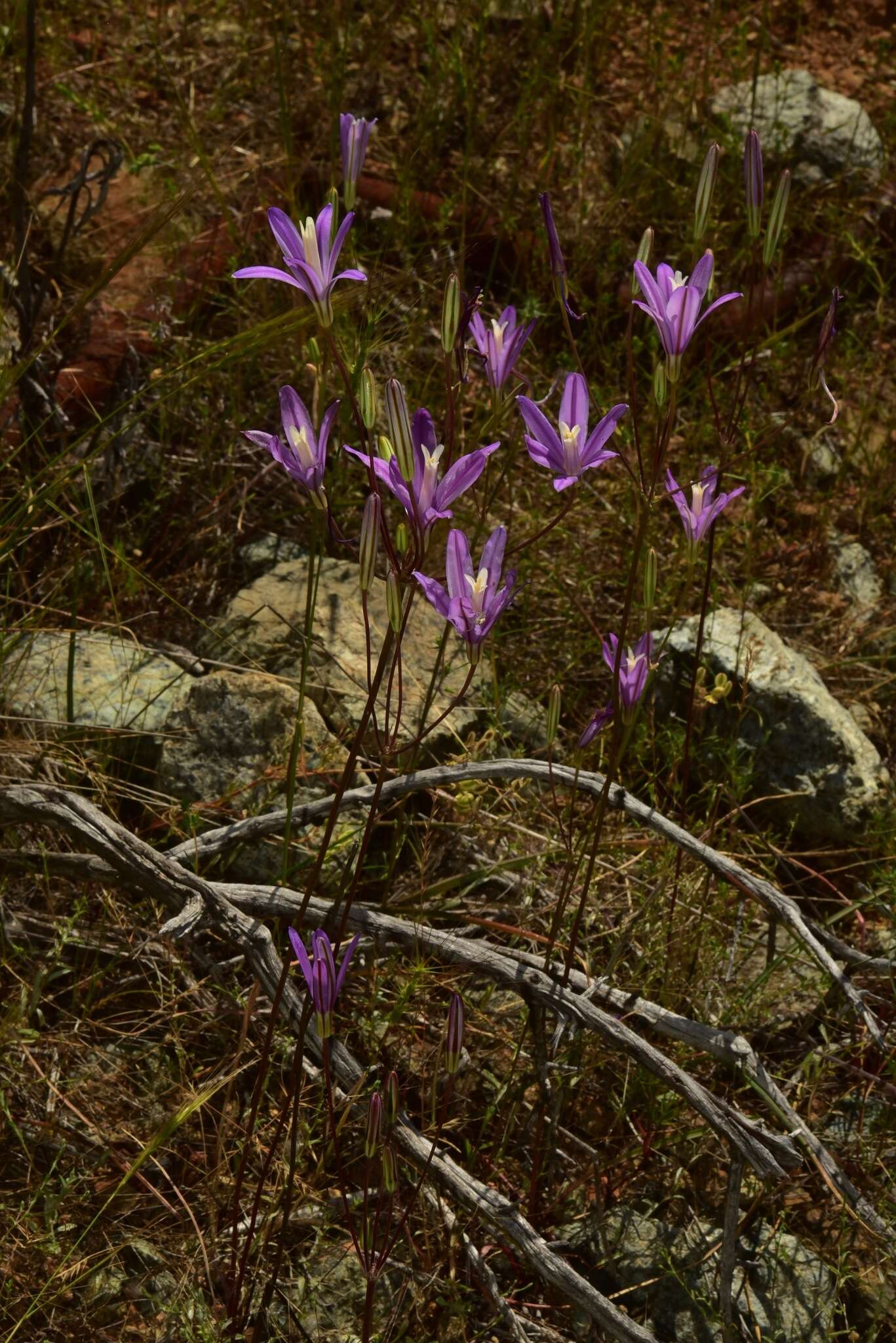 Sivun Brodiaea sierrae R. E. Preston kuva