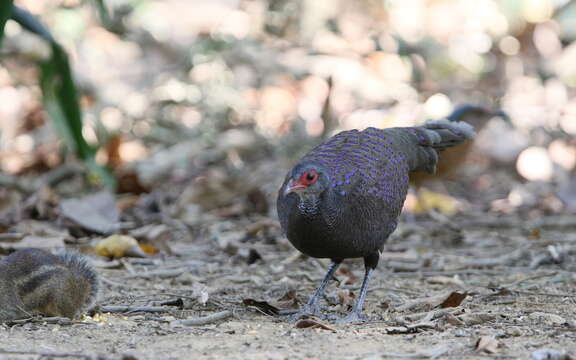 Image of Germain's Peacock-Pheasant