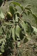 Image de Solanum campylacanthum Hochst. ex A. Rich.