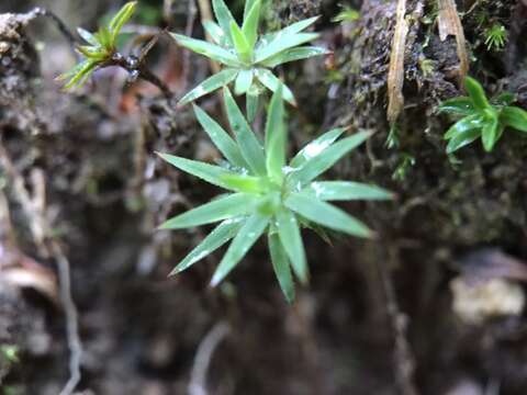 Image of pogonatum moss