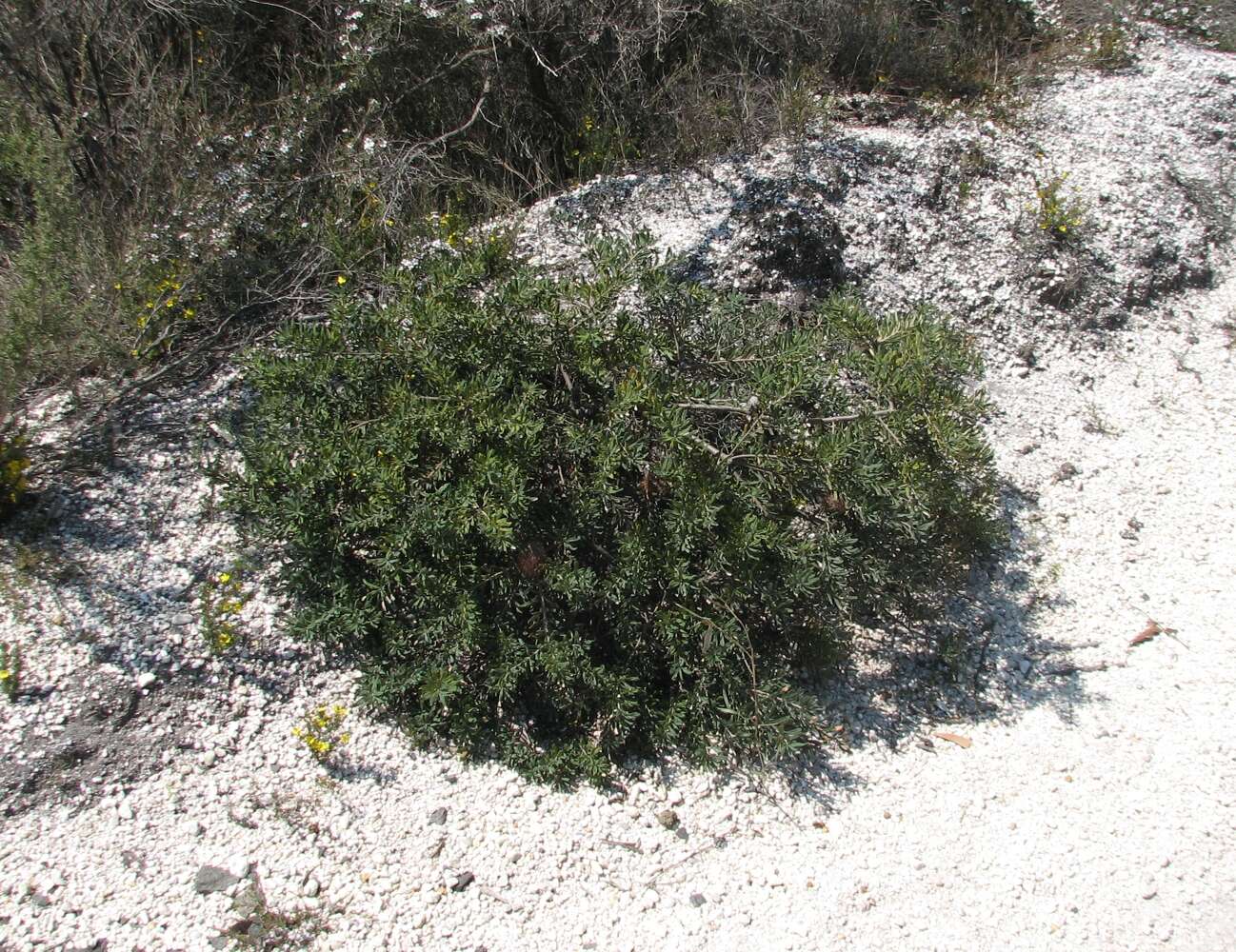 Image of silver banksia