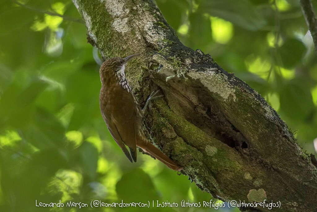 Image of Scaled Woodcreeper