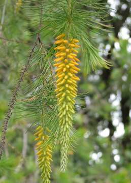 Plancia ëd Persoonia pinifolia R. Br.