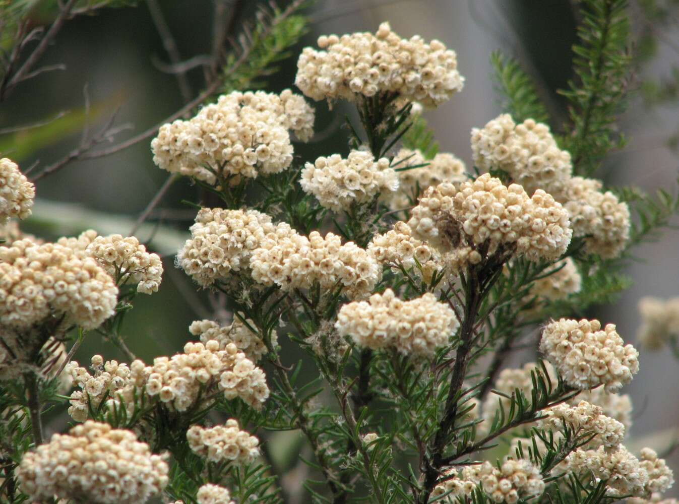 Image of Ozothamnus diosmifolius (Vent.) DC.