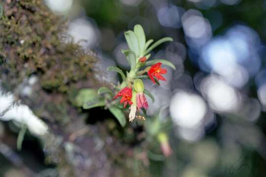 Image of Fernandezia lanceolata (L. O. Williams) Garay & Dunst.