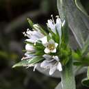 Plancia ëd Lobostemon montanus (DC.) Buek