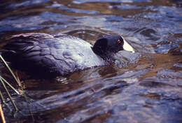 Image of Fulica Linnaeus 1758