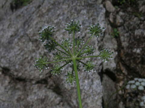 Image of Kitagawia litoralis (Vorosch. & Gorovoi) M. G. Pimenov