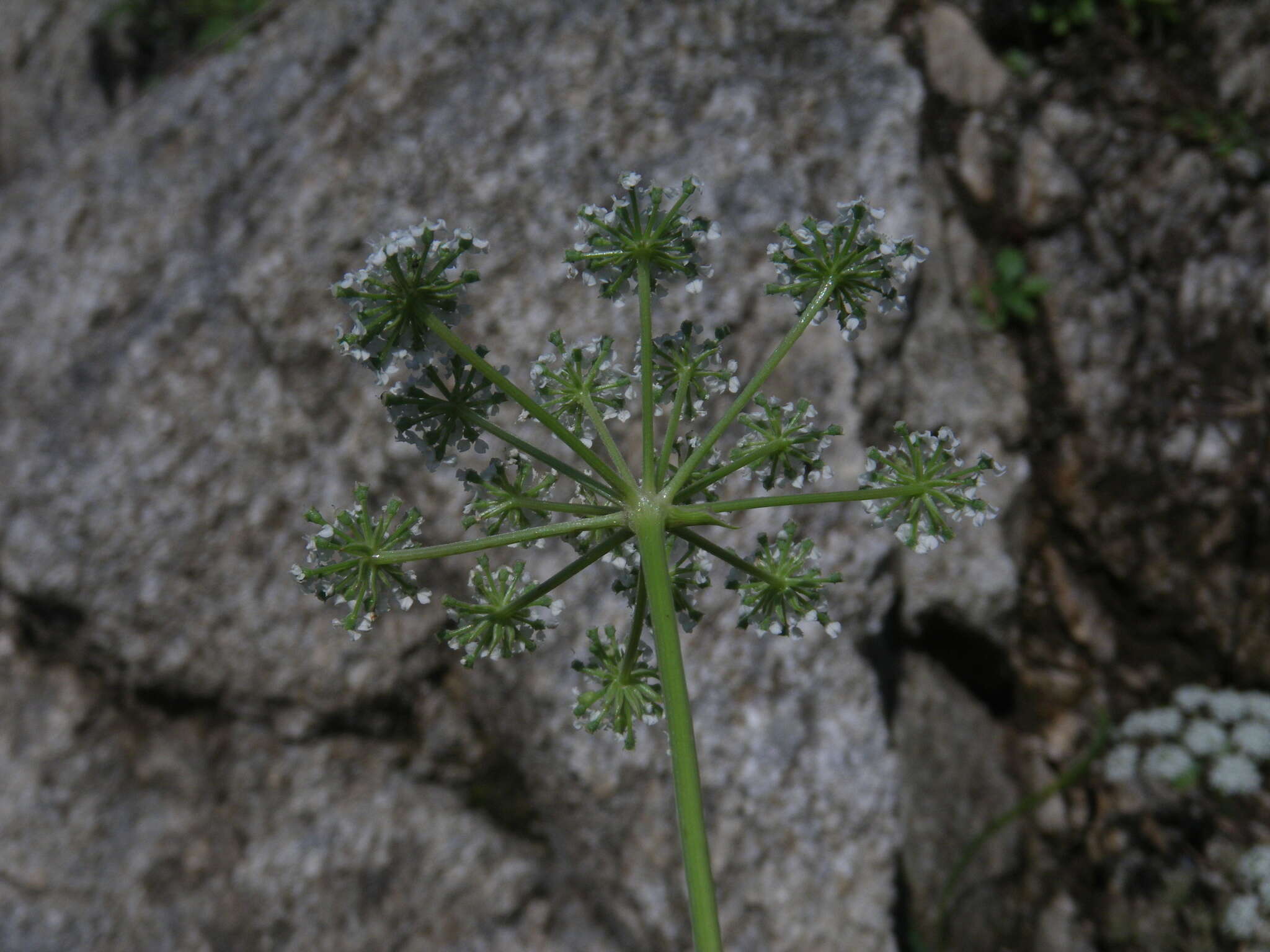 صورة Kitagawia litoralis (Vorosch. & Gorovoi) M. G. Pimenov