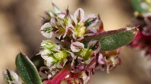 Amaranthus torreyi (A. Gray) S. Wats. resmi