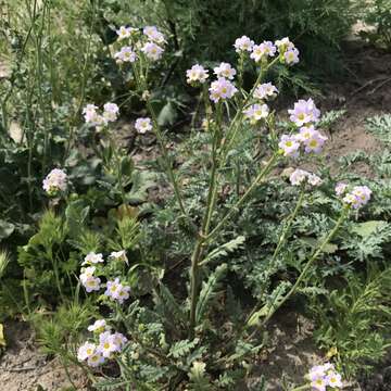 Image of shortlobe phacelia