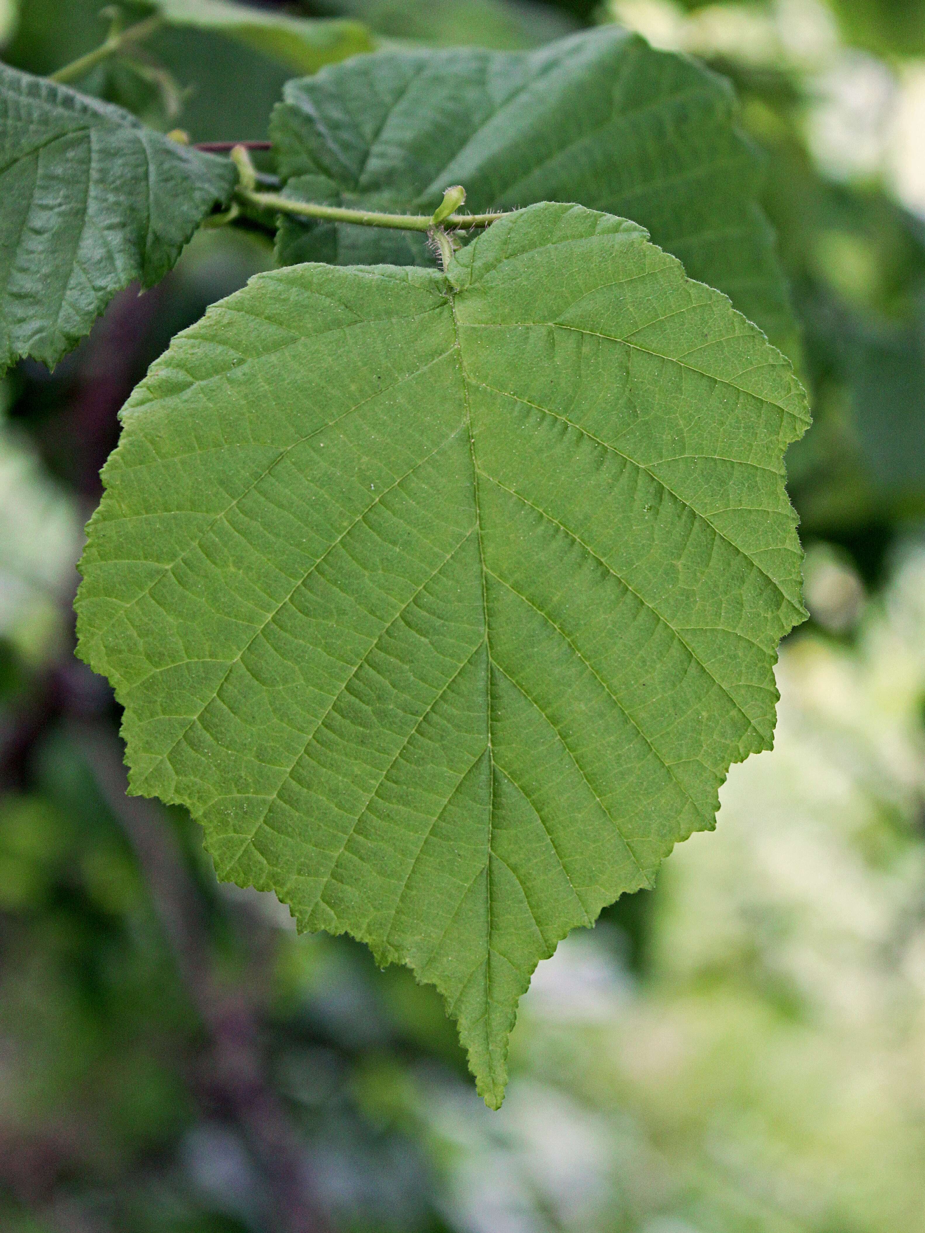 Image of Cobnut