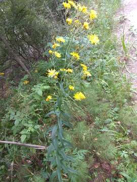 Image of hawkweed