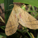 Image of Neoclanis basalis (Walker 1866)