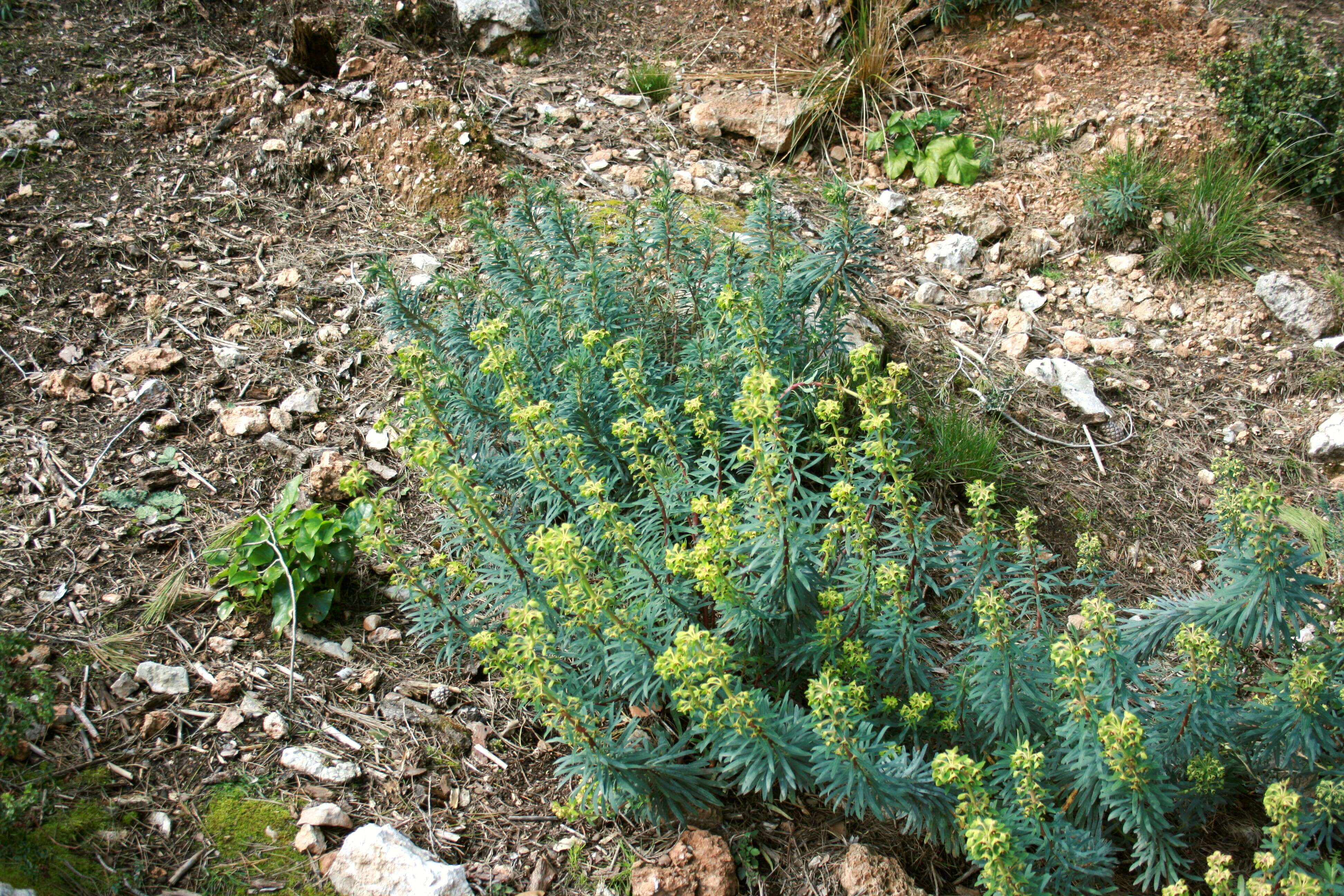 Image of Albanian spurge