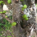 Image of Ficus tremula Warb.