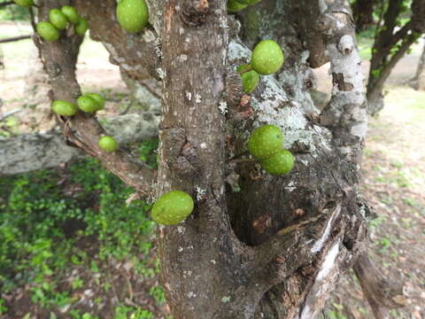 Image of Ficus tremula Warb.